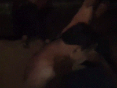 बेल्ट-डंडे से 3 युवकों को पीटा, पेशाब किया,VIDEO:  पैर फ्रैक्चर, सिर फूटा, पीठ-चेहरे पर पीटने के निशान, किसानों को मवेशी बेचने जा रहे थे – Chhattisgarh News