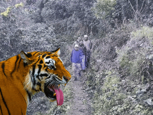 Wildlife Attacks Rise in Uttarakhand Hills: 35 Dead, 193 Injured in 2025; Forest Dept Says Govt Orders Impractical | वन विभाग के लिए सीएम धामी के निर्देश मानना असंभव: अधिकारी बोले- पहाड़ों पर 30 मिनट में पहुंचना मुश्किल, सरकार के ऑर्डर ने गिराया मनोबल – Dehradun News