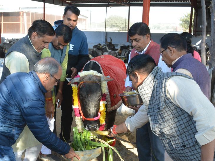Cow worship was done by feeding jaggery and green fodder to the cows ...