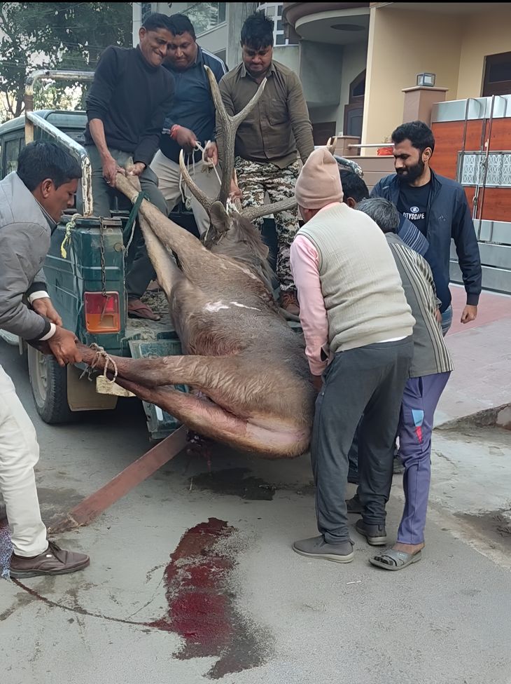 The injured sambhar lay writhing on the road for four hours; forest ...
