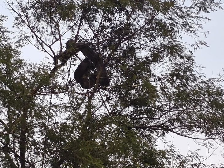 A giant python was seen on a tree in Muzaffarnagar