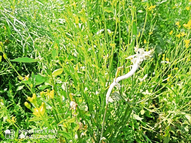 Symptoms of white rot disease were seen in mustard crop.