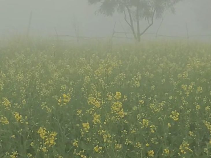 Insect infestation on mustard in Meja, Prayagraj