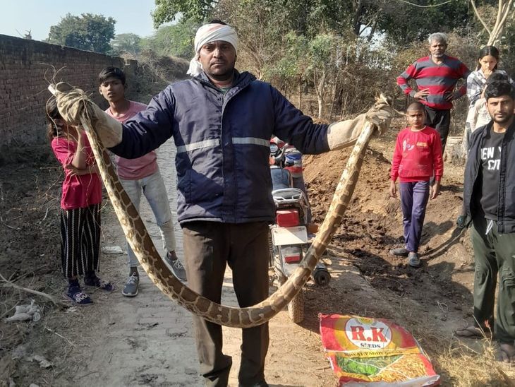A huge python was seen in Nagla Shekha village of Sadabad.