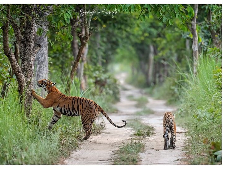 All bookings for the New Year are full at Dudhwa Tiger Reserve.