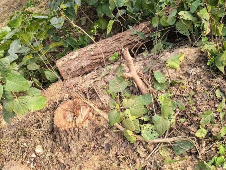 Green trees were cut in Dulhin Purva village