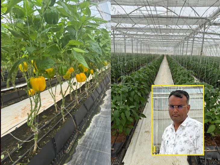 बस्तर में हरे-पीले-लाल रंग के शिमला मिर्च की खेती:  पॉलीहाउस के अंदर मिट्‌टी नहीं कोकोपीट में उगा रहे, महानगरों में सप्लाई कर रहे किसान सुमीत – Chhattisgarh News
