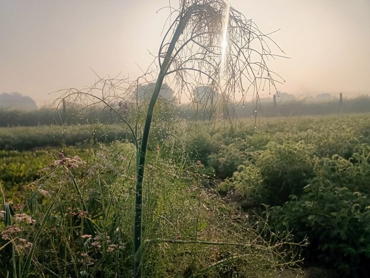 कृषि विभाग ने पाले से बचाव के उपाय बताए:  फसलों को टाट या पट्टी से ढकें, गंधक के तेजाब का 15 दिन के अंतराल पर करें छिड़काव – Kotputli-Behror News
