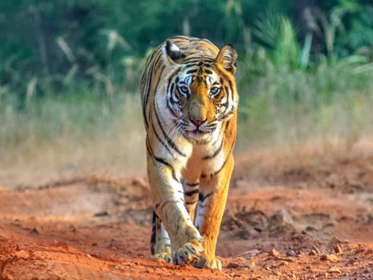 Last year alone, 10 tigers died; in the past 10 years, 39 tigers, 101 ...