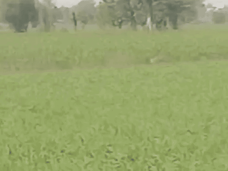 A leopard was spotted in broad daylight in Jamni Padli village of Sehore.