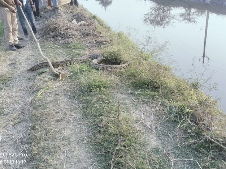 Shernagar Python Rescue | Villagers Release 9ft Python into Yamuna River