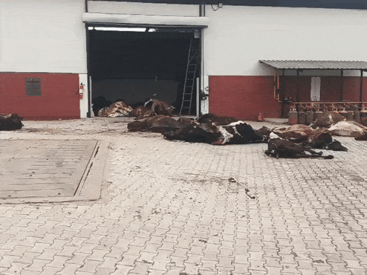 चंडीगढ़ में मृत गायों के शव मिलने से हंगामा:  तीन दिन से नहीं हो सका संस्कार, मेयर ने जांच के आदेश दिए, जिम्मेदारों पर कार्रवाई का आश्वासन – Chandigarh News