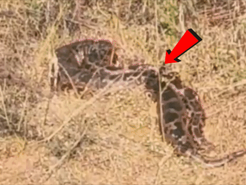 Jhansi: 16-Ft Python Snake Found, Causes 3 Km Traffic Jam | Watch VIDEO
