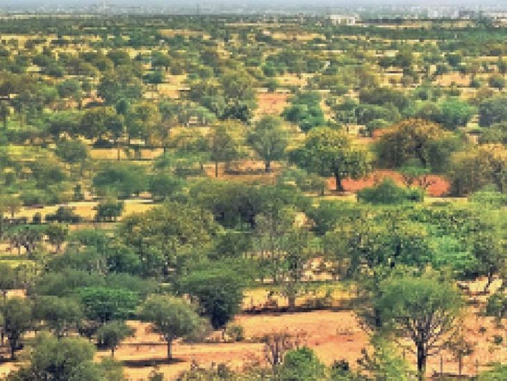 District Tree Database: QR Coding for Nim Trees in Public Initiative