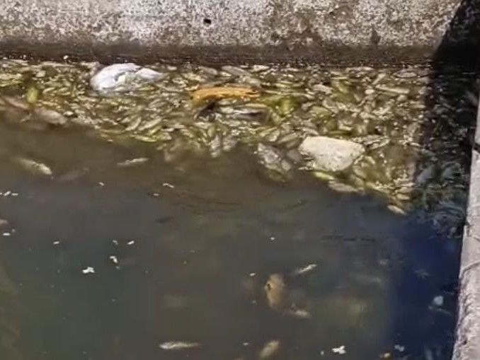 Korba Fish Deaths: Over 3 Quintal Fish Die, Oxygen Shortage Suspected