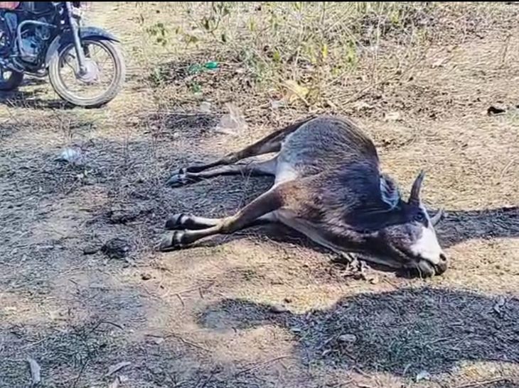 Bilaspur Cattle Deaths | Urea Poisoning Investigation Begins
