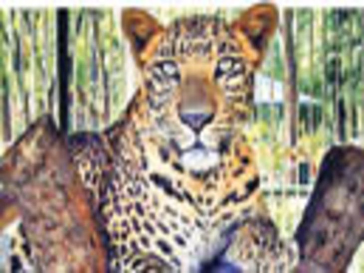 Death in leopard attack