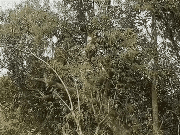 Pratapgarh Labourer Suspicious Death | Gobri Mod Tree Incident