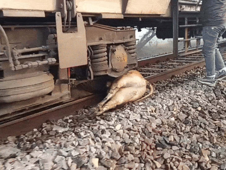 Bhind Gohad Cows Hit By Train | Injured Cows Treated