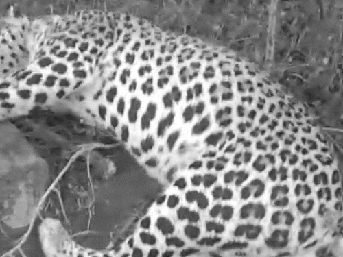 Tonk leopard death forest department cremation