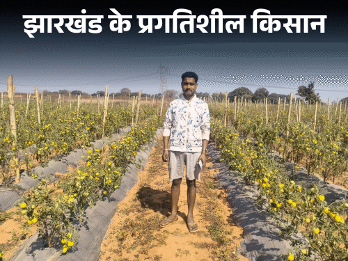 गुमला के रोशन महतो टमाटर की खेती कर बने मिसाल‎:  छत्तीसगढ़ से लाए ग्राफ्टिंग टमाटर के पौधे, अब दूसरे किसानों को दे रहे जानकारी – Basia News