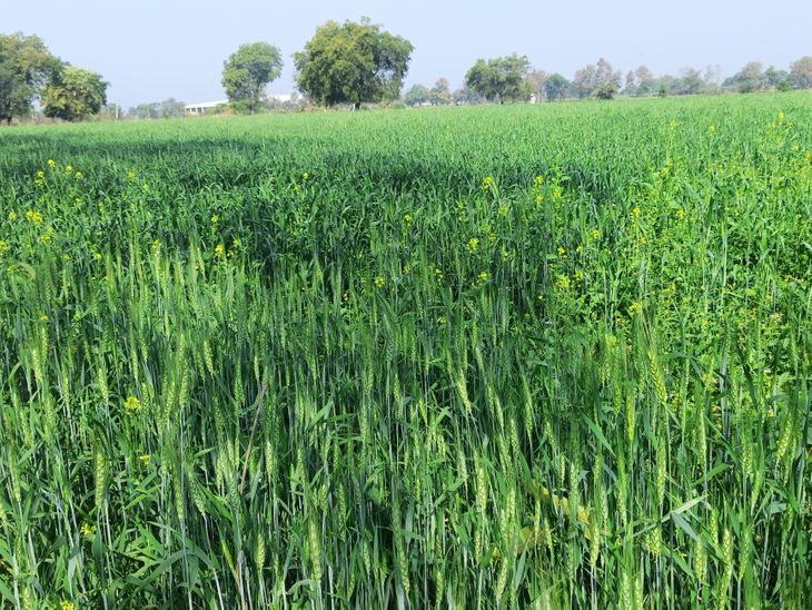 Manawar Wheat Crop Nears Maturity | March Harvest Expected, Yield Boost