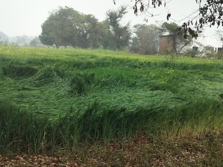 Unseasonal Rain Damages Crops | Cold Increases, Roads Turn Ponds