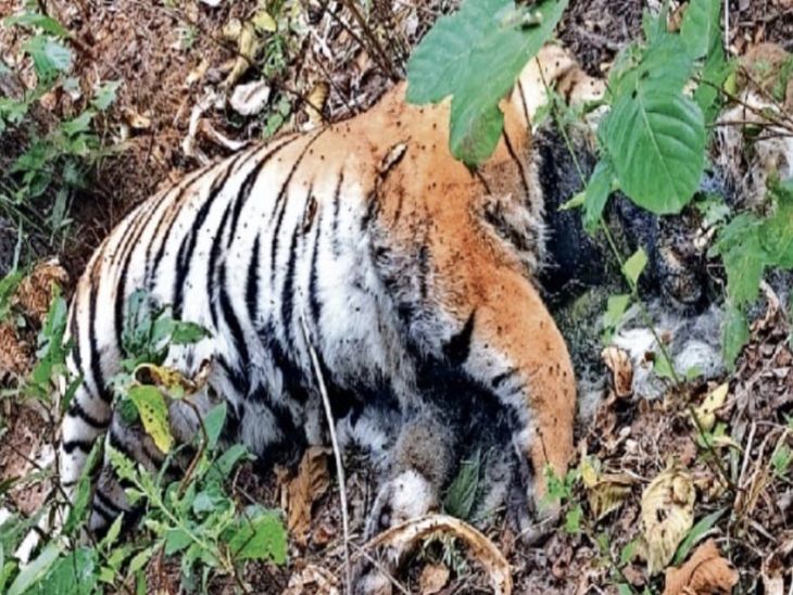 ATR Tiger Death | Two Injured, One Found Dead, Two Missing; Management ...