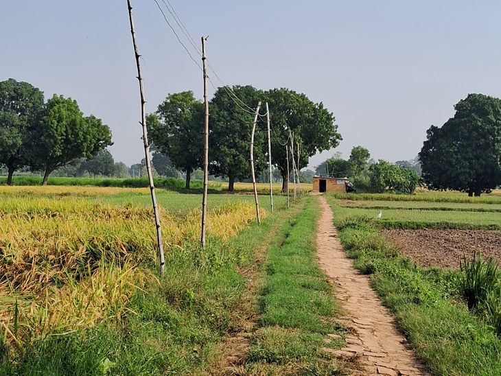 Sonbarsa Panchayat: 10 Years of Struggle with Bamboo Pole Electricity