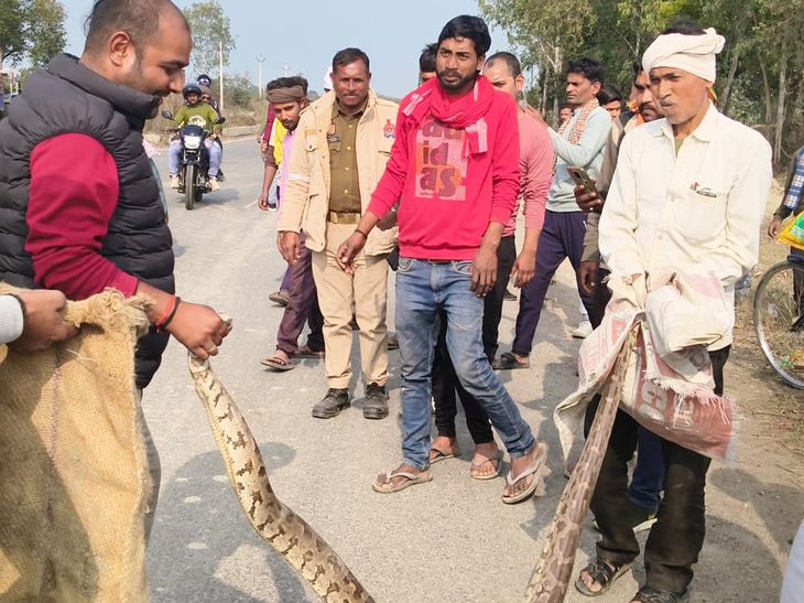 10-Foot Python Found Roadside Near Kannauj Border, Forest Dept Rescues