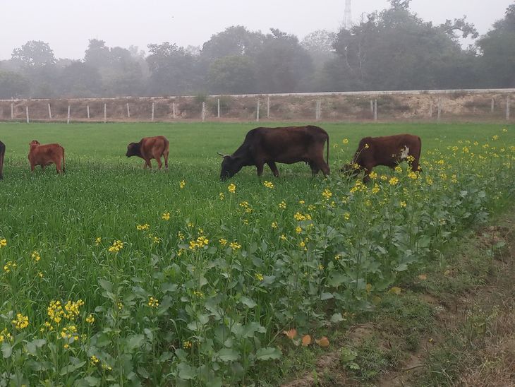 Bhadaiyan Villagers Demand Cow Shelters | Crops Destroyed by Stray Cattle