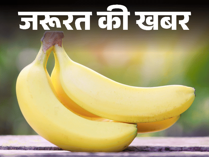 जरूरत की खबर- केला बढ़ाता है गुड बैक्टीरिया:  पोटेशियम का बेस्ट सोर्स, रोज एक केला खाएं, न्यूट्रिशनिस्ट से जानें किसे नहीं खाना चाहिए