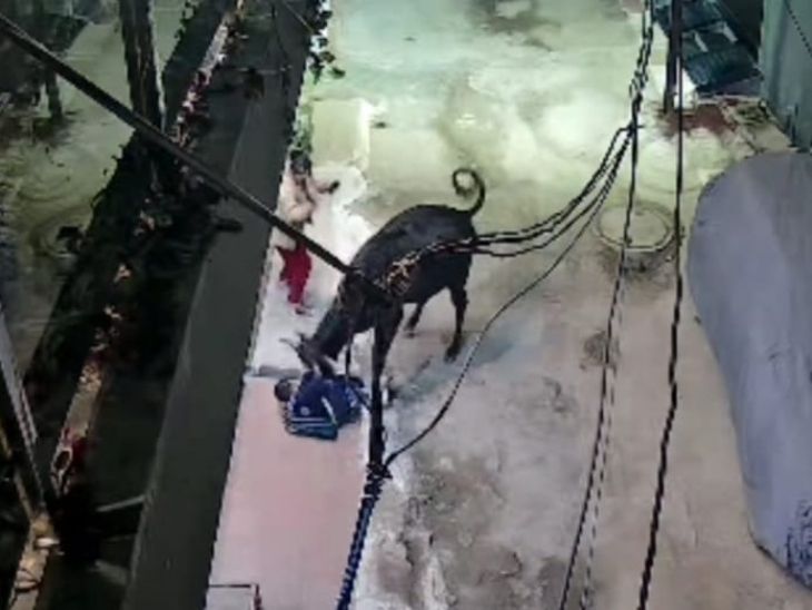 मासूम पर सांड का हमला, सिर में आए 9 टांके:  छह साल का बच्चा कोचिंग से लौट रहा था, पागल सांड ने पटका, सिर में सींग घुसेड़ा – Gwalior News