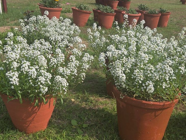 Pushpa Gujaral Science City Annual Flower Show Feb 28