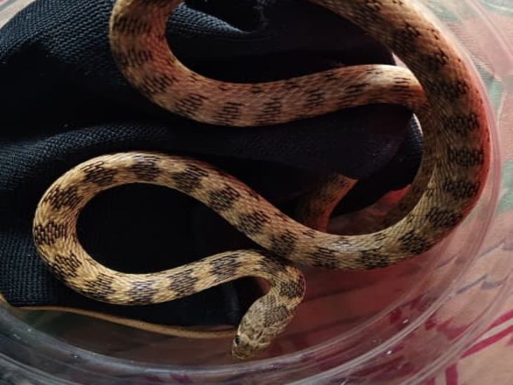 Kota Snake Rescue | Kitchen Serpent Safely Released in Forest