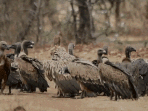 उड़ान की ताकत आने से पहले ऐसे गिने गए गिद्ध:  फरवरी की ठंड में तीन दिन तय; मास्टर ट्रेनर ने टीम को सिखाई प्रकृति के सफाईकर्मियों की गिनती – Indore News