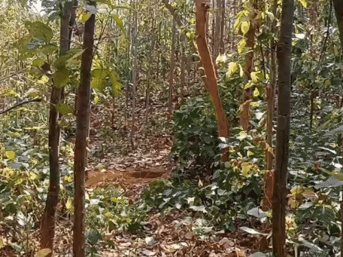 सारंडा में सर्च ऑपरेशन के दौरान IED ब्लास्ट:  कोबरा के असिस्टेंट कमांडेंट घायल, जवानों ने तत्काल निकाला, रांची एयरलिफ्ट की तैयारी – Chaibasa (West Singhbhum) News