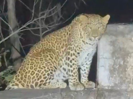 बड़वाह-सिद्धवरकूट मार्ग पर पुलिया पर बैठा दिखा तेंदुआ:  पर्यटकों ने बनाया वीडियो, वन विभाग की लोगों से अलर्ट रहने की अपील – barwaha News