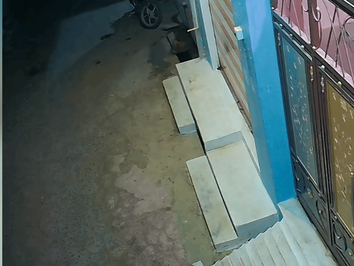 छतरपुर में बैल को लोडिंग वाहन से बांधकर घसीटा:  गल्ला मंडी महाराजपुर ले जाकर छोड़ा, गौसेवकों ने कराया उपचार; एफआईआर की मांग – Chhatarpur (MP) News