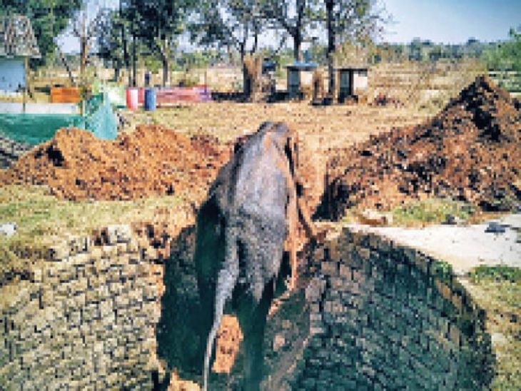 जंगली हाथी का आंतक:रांची में जंगली हाथी ने युवक को कुचला; मौत, एक महिला घायल