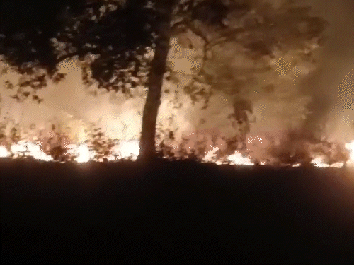 गिरिडीह अंचल उद्यान जल कर हुआ राख:  देर रात अचानक भड़की आग, झाड़ियों से उठीं लपटें; दमकल की मशक्कत के बाद काबू – Giridih News