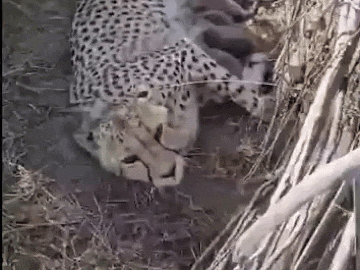 Kuno Cheetah Cub Births | India Cheetah Population Now 53
