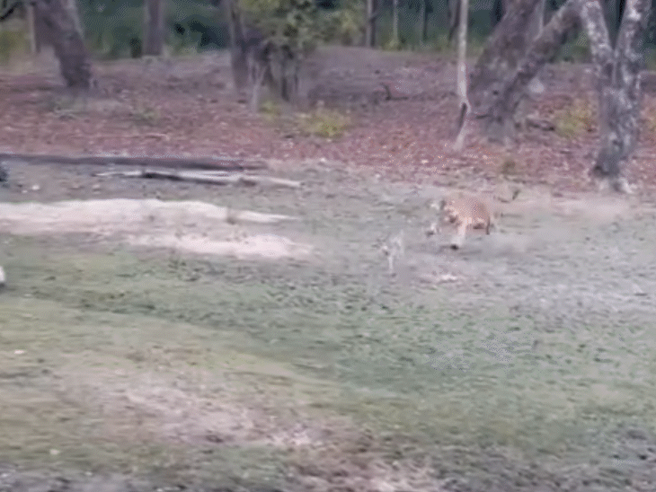 पन्ना टाइगर रिजर्व में हिरण के शिकार का VIDEO:  बाघ के जबड़े में दबा छटपटाता रहा, मोर ने उड़कर बचाई जान – Panna News