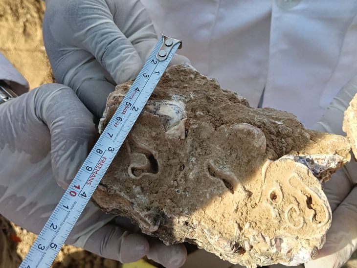 Sidhi Proboscidian Fossils Found | Conservation Demand