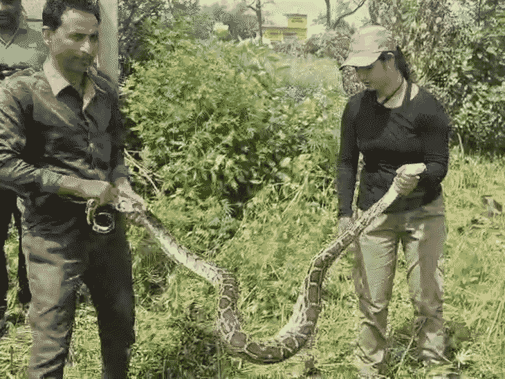 Dudhwa Tiger Reserve Python Rescue | 13-ft Snake Released