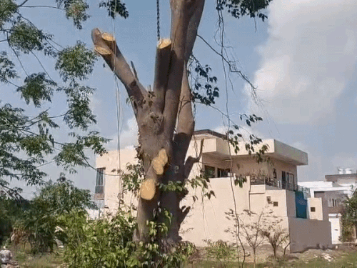 करनाल की अंसल सिटी में अवैध कटाई का मामला:  सैकड़ों पेड़ों पर चली आरी,विरोध के बाद मौके पर पहुंची पुलिस व वन विभाग की टीम, आरोपियों को पकड़ा – Karnal News