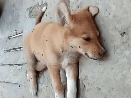 लुधियाना में दो कुत्ते के बच्चों को मार डाला:  महिला ने डंडे से पिल्लों को बुरी तरह से पीटा, पशु प्रेमी की शिकायत पर पुलिस ने किया गिरफ्तार – Ludhiana News