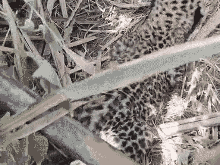 Tracking Four Generations of a Snow Leopard Family - Snow Leopard Trust