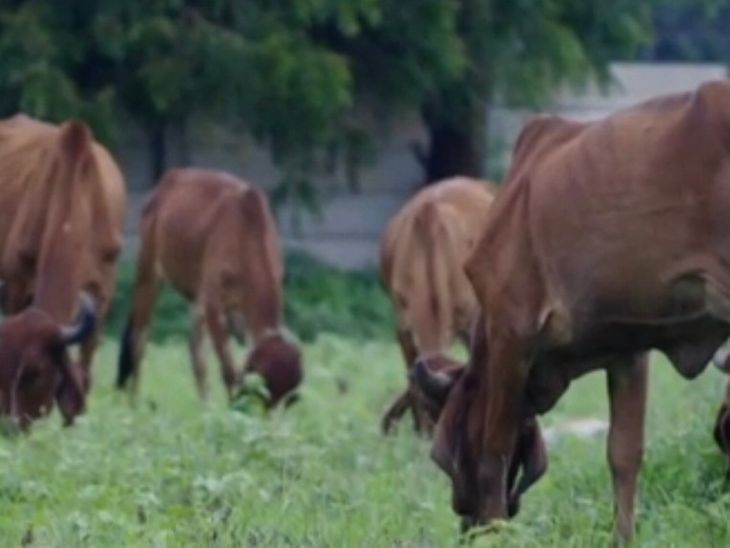 Hardoi Gets Highest Budget for Gochar Land Fodder Scheme