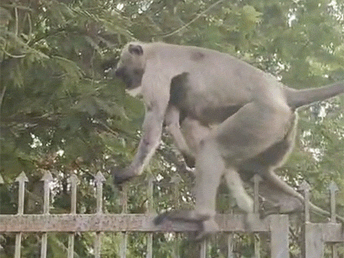 मरे बच्चे को गोद में लेकर घूमती रही लंगूर मां,VIDEO:  रायगढ़ में करंट लगने से मौत की आशंका;लंबे समय तक सीने से लगाए रखा – Raigarh News